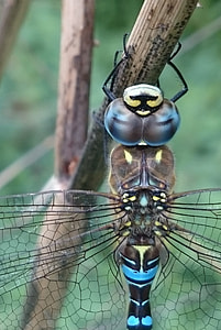 Migrant Hawker Dragonfly, Dragonfly thumbnail
