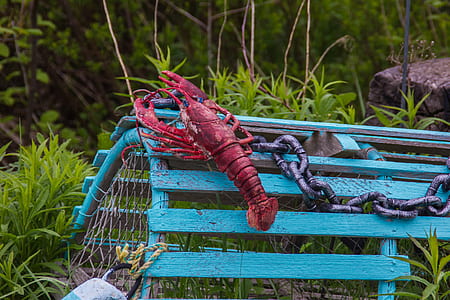 red lobster on blue wooden cage thumbnail