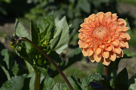 close-up photography of orange dahlia flower in bloom at daytime thumbnail