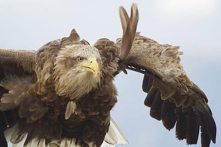 brown eagle thumbnail
