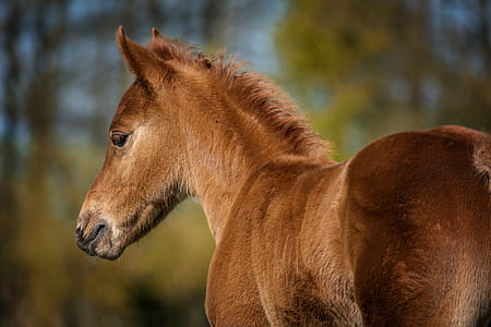 brown horse foul at daytime thumbnail
