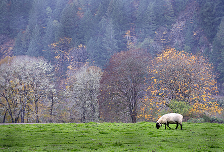 Pasture with sheep eating grass in Oregon thumbnail