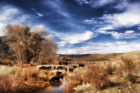 group of mammal on river thumbnail