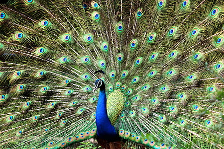 Blue and Green Peacock thumbnail