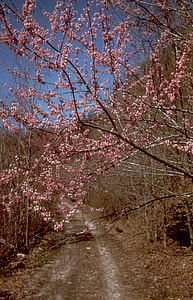 Pink Flowers in spring at Big South Fork, Tennessee thumbnail