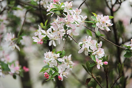 white and pink petaled flowers on tree thumbnail