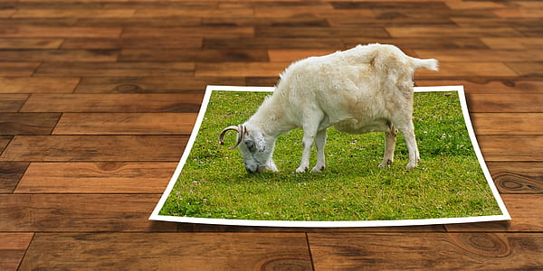 white goat eating grass illustration thumbnail