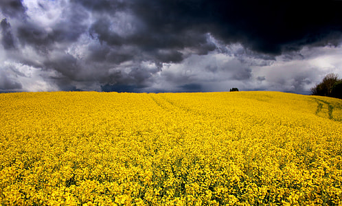 Flower Fields in Aabenraa, Denmark thumbnail