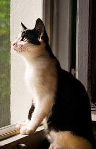 short-coated white and black cat staring outside thumbnail