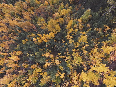 tree, aerial view, forest, green thumbnail