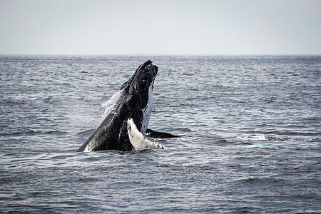 black and white sea creature on the water during daytime photography thumbnail