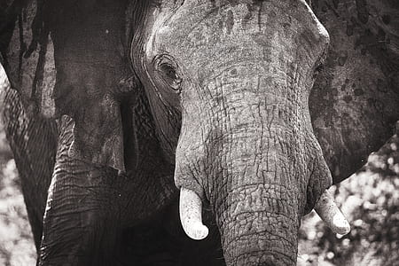 grayscale photo of elephant thumbnail