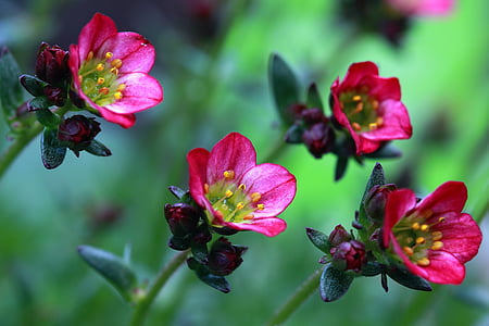 selective focus photography of four pink petaled flowers thumbnail