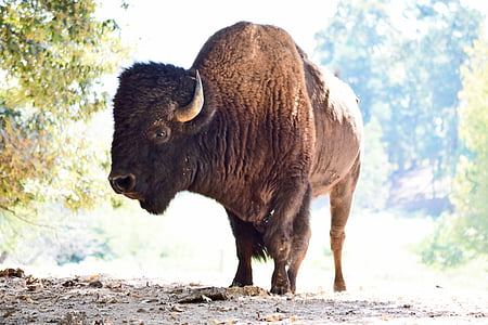 brown animal walking thumbnail