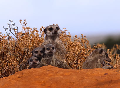 herd of meerkats on orange ground thumbnail