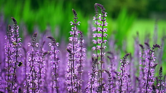 selective focus photography of purple cluster flower field thumbnail