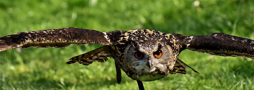 focus photo of black and brown owl thumbnail