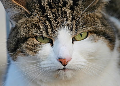 brown Tabby cat thumbnail