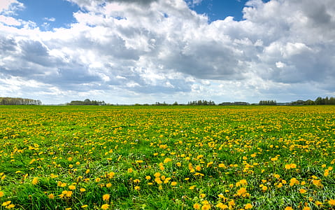 landscape, nature, clouds, field thumbnail