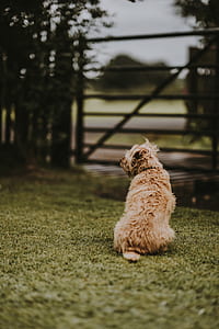 long-coated tan dog sitting on grass near a close gate in selective focus photography thumbnail