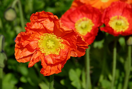 closeup photography of red poppy flowers thumbnail
