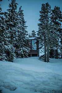 brown house surrounded by pine trees on snowfield thumbnail