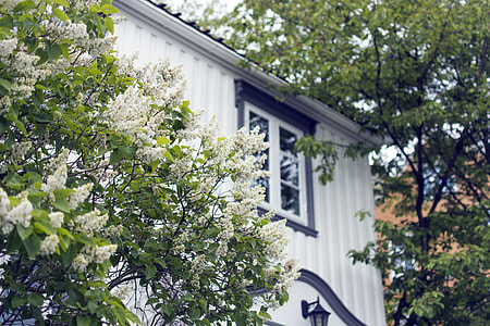 green leafed plant in distance white house at daytime thumbnail