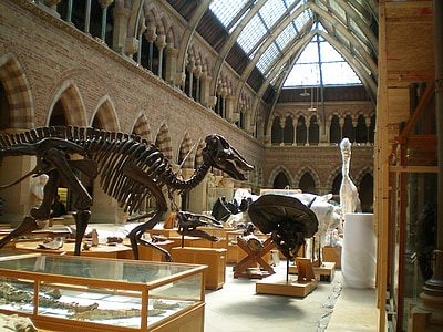 brown dinosaur skeletons inside the museum thumbnail