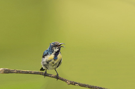 brown and blue bird on tree branch thumbnail