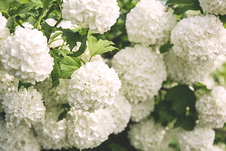 selective focus photo of white hydrangeas thumbnail