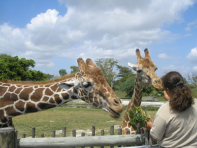 woman feeding two giraffes thumbnail