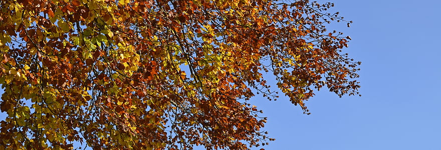 yellow leafed plant under clam sky thumbnail
