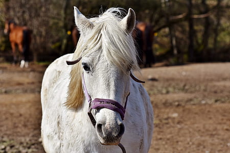 shallow focus photo of horse thumbnail