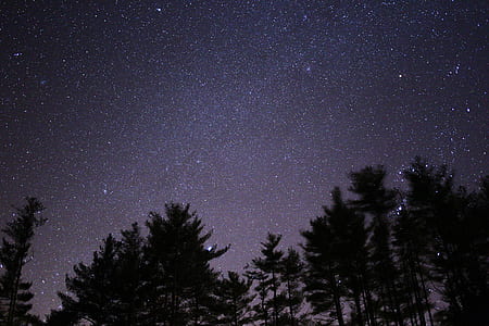 Silhouette of Trees Under Black Skies With Stars during Night Time thumbnail