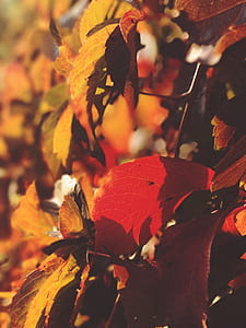 shallow focus photography of brown and red leaves thumbnail