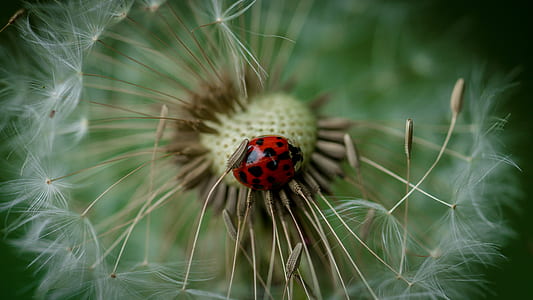 ladybug on white dandelion seed macro photography thumbnail