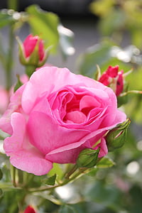 selective focus photography of pink rose flower thumbnail