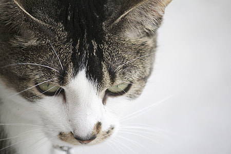 closeup photo of silver tabby cat thumbnail