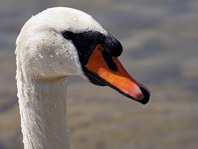 shallow focus of white bird thumbnail