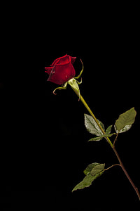 single stem rose flower thumbnail