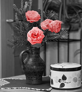 selective color photography of pink flowers in bloom thumbnail