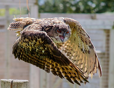 photo of black and brown flying eagle thumbnail
