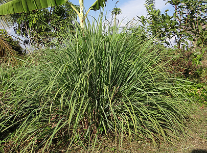 green linear plant thumbnail