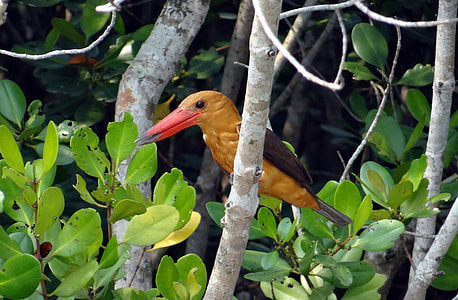Brown-Winged Kingfisher, Bird thumbnail