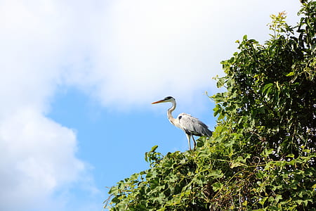 white bird on tree thumbnail