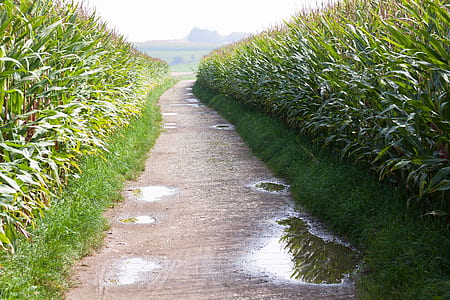 road inbetween grass during daytime thumbnail