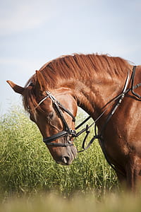 photography of brown horse beside grasses thumbnail