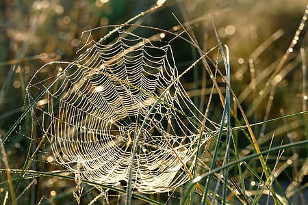 selective focus photography of spider on spider web thumbnail