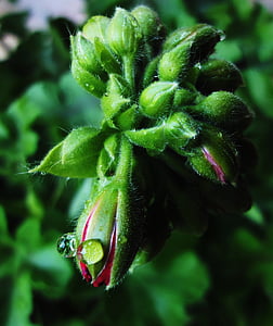 green plant thumbnail