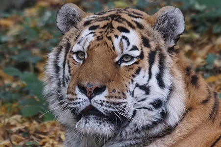 orange and black tiger thumbnail